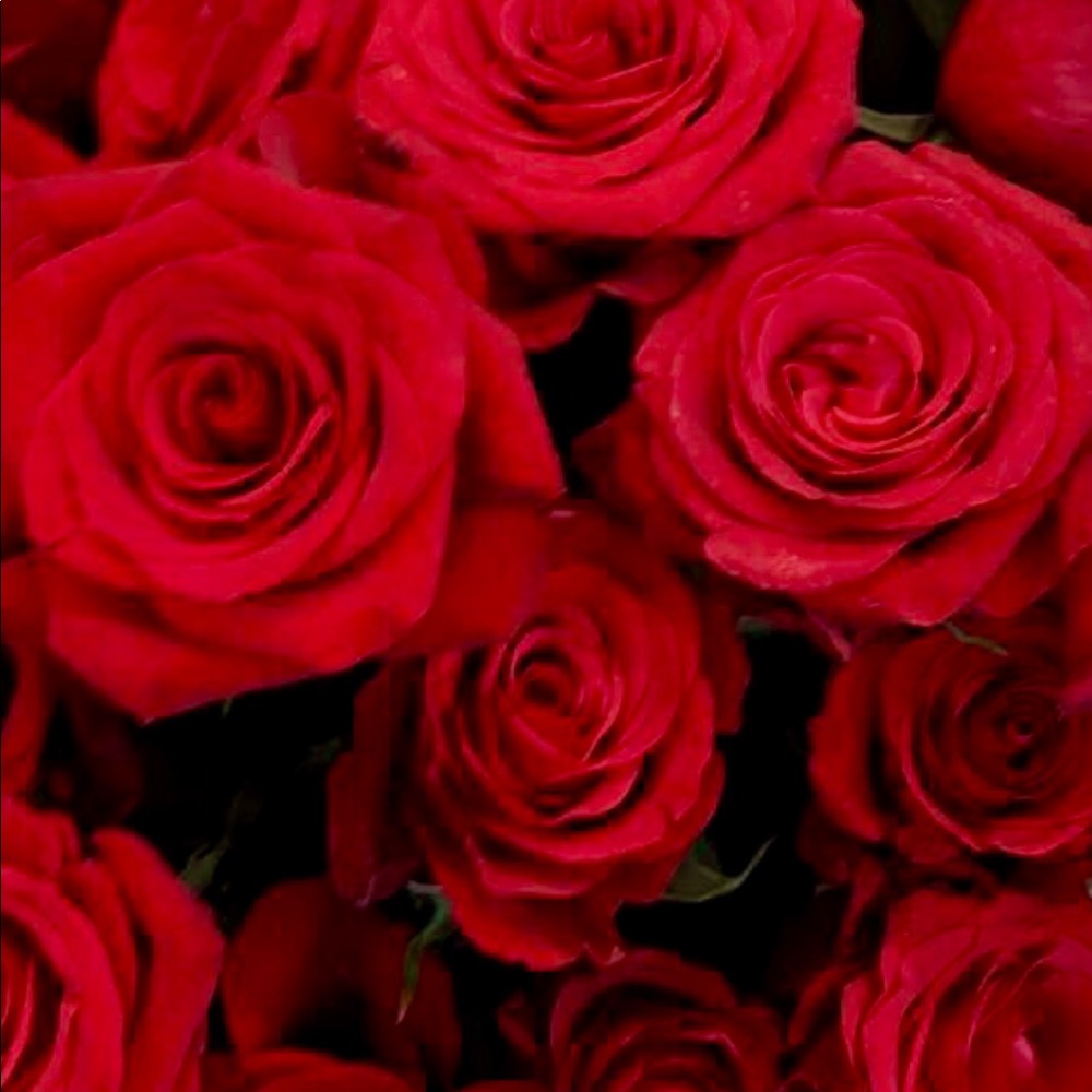 Meet your Posher, Jose